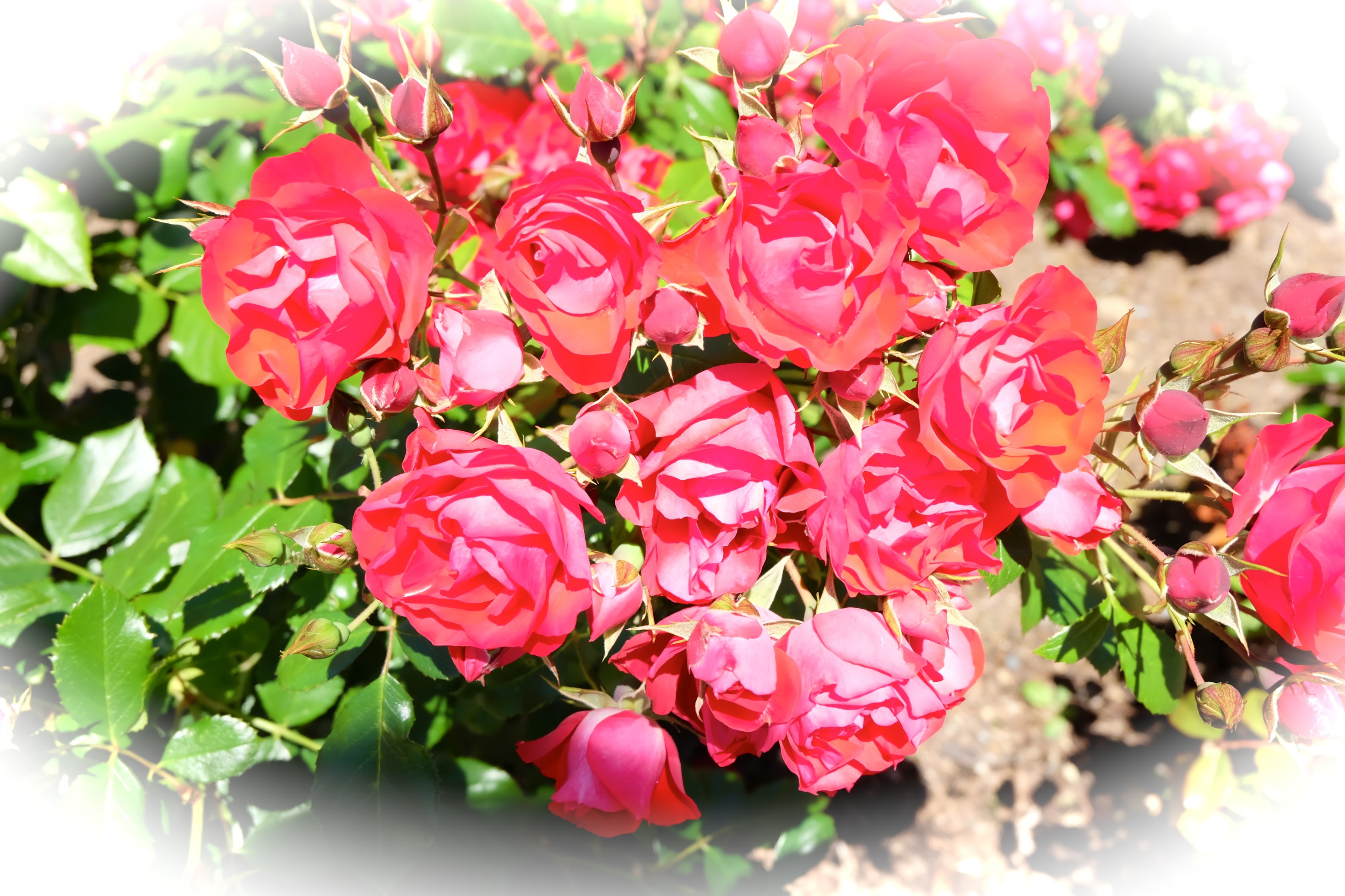 与亦汐pk玫瑰花