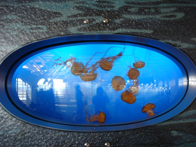 温哥华机场的水母，震撼吧。。。。