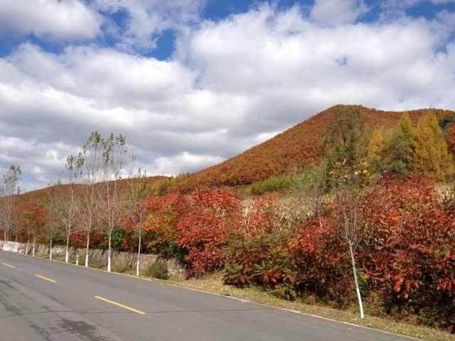 枫叶2.jpg