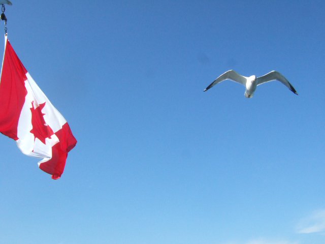 birdflag1.JPG